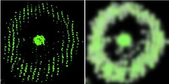 Figure 17: left – original “Engrailed” image; right – original  image  after applying the maximum    and  Gaussian blur filters. Note how the object is continuous but maintaining a certain degree  of variable intensity throughout it. 