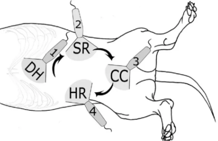 Figura  3  -  Descrição  dos  4  pontos  avaliados  no  AFAST,  começando  pela  projeção  diafragmatico-hepática (DH), seguida pela espleno-renal (SR), a cisto-cólica (CC) e a  hepato-renal (HR)