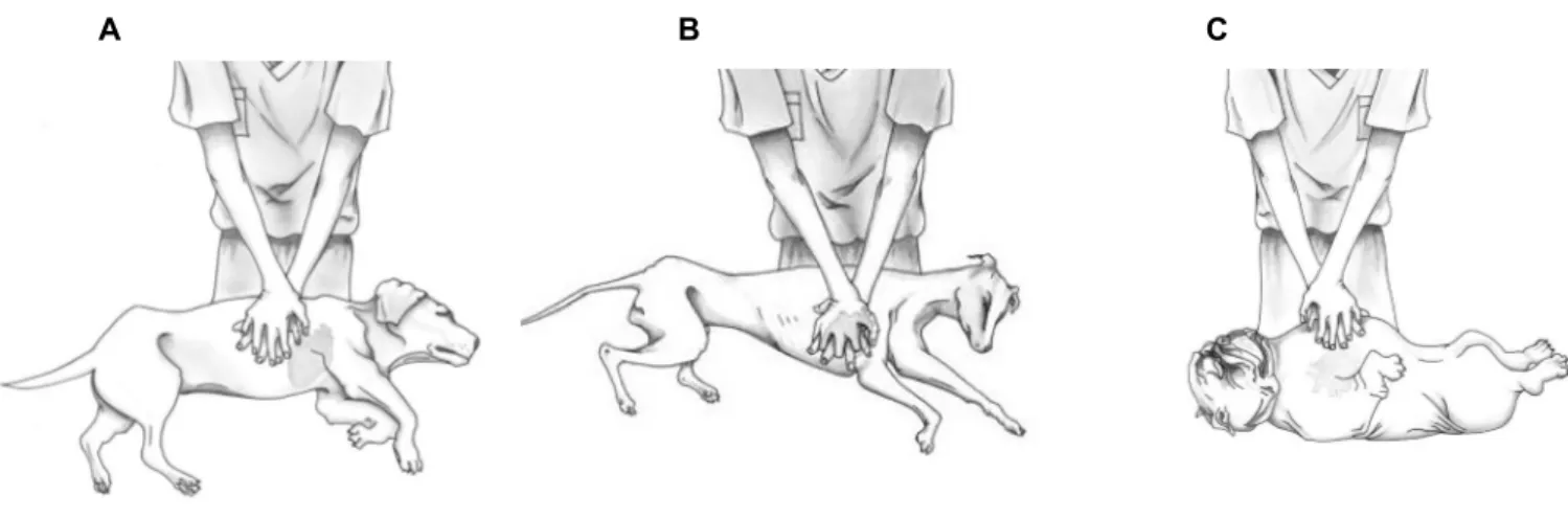 Figura  5  -  Técnicas  de  compressão  torácica  em  cães  com  diferentes  anatomias