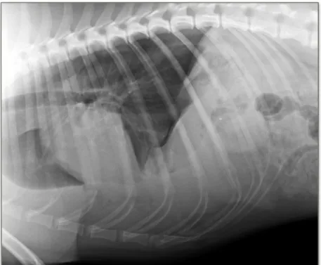 Figura  6  -  Radiografia  torácica  realizada  ao  “Max”,  na  incidência  latero-lateral  esquerda