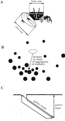 Fig.  1.  Illustrat~ons of  measurements of  aspects of  males  and  burrolvs.  ( A )   Frontal view of  a  male fiddler crab showing mea-  surement  of  body  size  and  claw  size