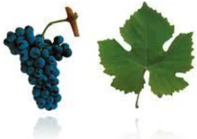 Figure  2  -  Grape  cluster  and  leaf  of  Touriga  Nacional  grape  variety  (www.winesofportugal.info)