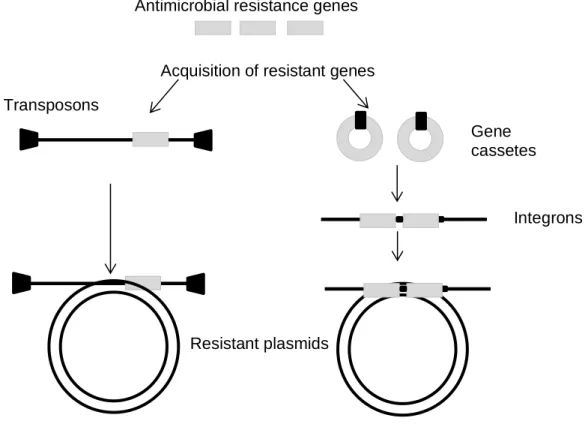 Figure 6 - Scheme representing the acquisition of plasmids resistance genes (adapted from Carattoli,  2003)