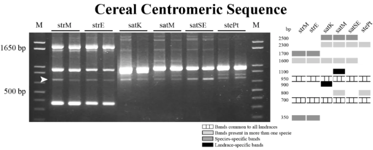 Figure 4. PCR amplification products obtained using CCS1 primers and correspondent schematic  representation