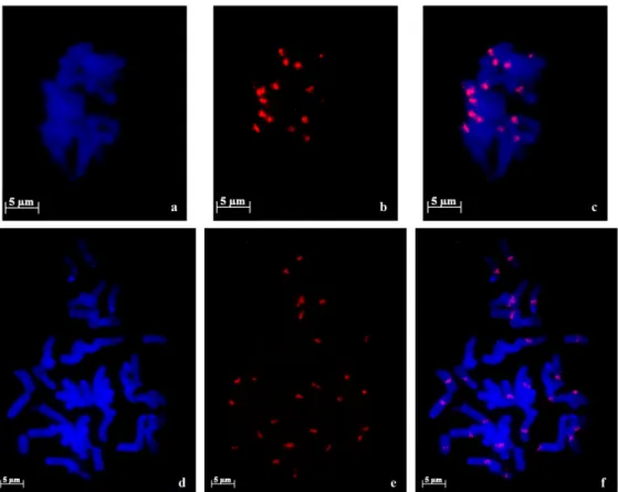 Figure 5. Centromeric sequence fluorescent in situ hybridization (red signals) in metaphase cells