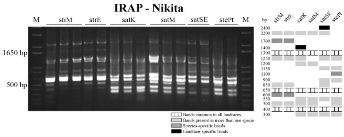 Figure 6. Inter-retrotransposon amplified polymorphism (IRAP) banding profiles obtained with  primer for Nikita retrotransposon long terminal repeat (LTR) and correspondent schematic  representation