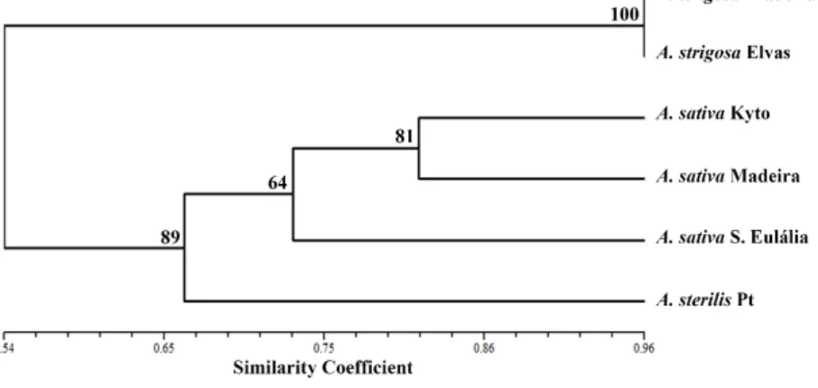 Figure 8. Dendogram based on concatenated centromeric, IRAP and REMAP banding profiles