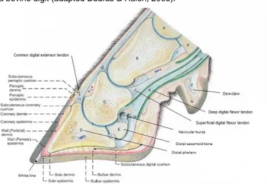 Figure 2 - Sagittal section of a bovine digit (adapted Budras &amp; Halen, 2003). 