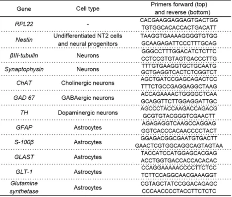 Table 2.1:  List of primers used in NT2 neurospheroids qRT-PCR analysis. 