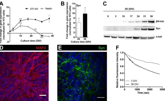 Figure 2.3: Characterization of the neuronal population in neurospheroids. (a) qRT-PCR analysis of  βIII-tubulin and  nestin gene expression; fold increase in gene expression of neuro-spheres along  culture relatively to NT2 undifferentiated cells; data ar