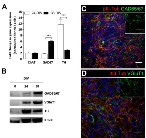 Figure  2.4: Characterization of neurotransmitter phenotype of neuronal population in  neurospheroids