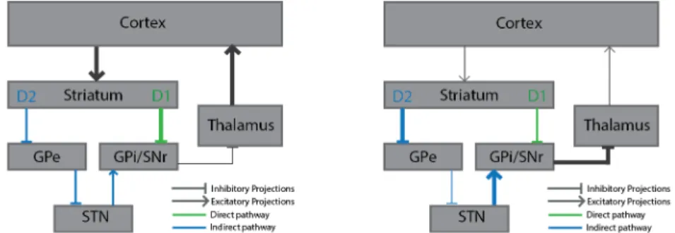 Figure  1.2  |  Opposing  effects  of  neurons  from  the  direct  and  the  indirect  pathways  on  thalamic and cortical activity