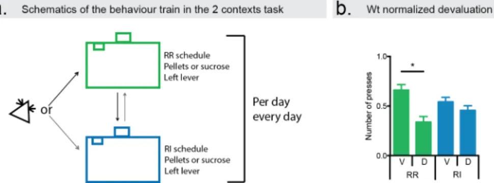 Figure 2.1 | The 2 schedules – 2 contexts task leads no animals that are goal-directed or  habitual  depending  on  the  context