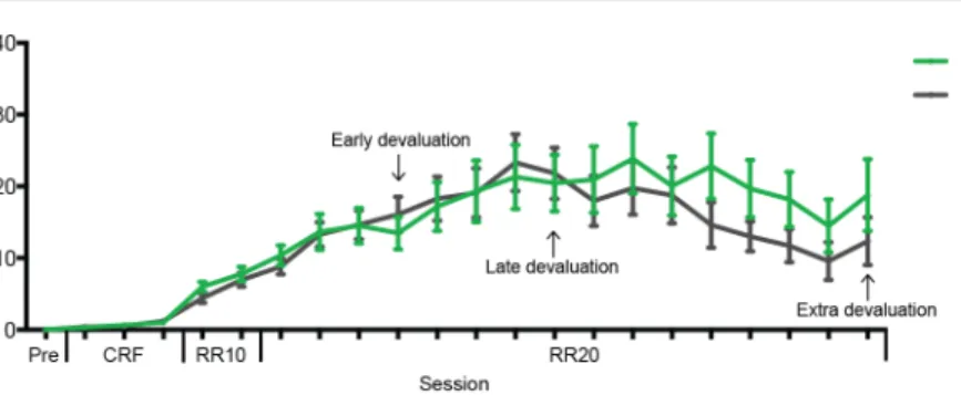 Figure  2.6  |  DAT +/-   and  DAT +/+   acquire  lever  pressing  behaviour  at  the  same  rate  in  a  single RR-training context