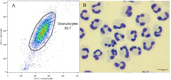 Figure 6: Purity of neutrophils isolated from dog peripheral blood. Isolated PMN were left to incubate for  1.5 h and 3 h and cell purity was evaluated by flow cytometry (A) and by morphological analysis through  optical microscopy (B)