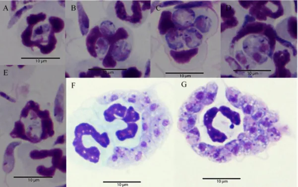 Figure 10: Promastigote uptake by neutrophils. Cultures PMN-L. infantum promastigotes were incubated  for 1.5 h and 3 h, stained and observed under optical microscope