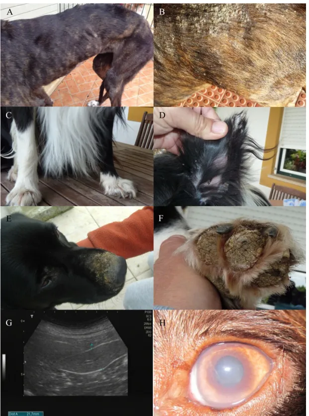 Figure  1:  Clinical  signs  produced  by  L.  infantum  infection  in  the  dog.  Weight  loss  (A);  Generalized  exfoliative dermatitis (B); Onychogryphosis (C); Localized exfoliative dermatitis affecting the pinnae (D); 