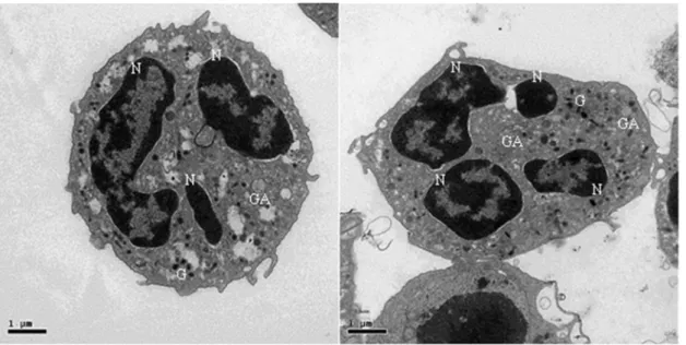 Figure  5:  Intracellular  morphology  of  quiescent  dog  neutrophil.  Neutrophils  were  isolated  from  dog  peripheral  blood  and  incubated  for  3  h  at  37°C