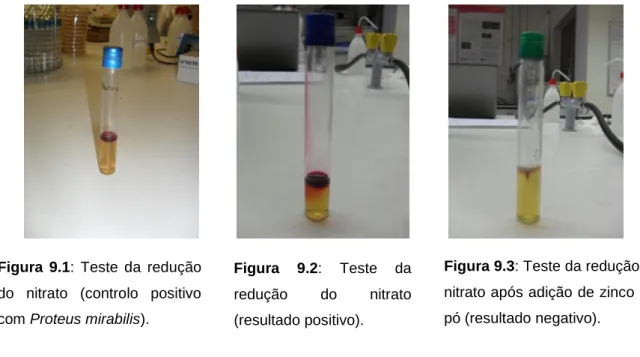 Figura  9.2:  Teste  da  redução  do  nitrato  (resultado positivo). 