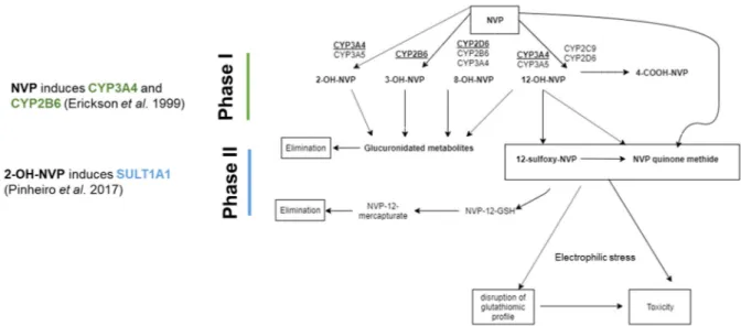 Figure 1. Schematic representation of Nevirapine (NVP) biotransformation and toxic metabolites  formation