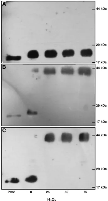 Fig. 2. Peroxiredoxin 2 (Prx2) immunoblots of hemolysates obtained after subjecting erythrocytes to the different assay conditions