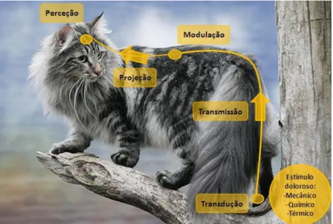 Figura 2 – Vias envolvidas na produção da sensação dolorosa  (Imagem adaptada de: http://norjalainenmetsakissa.fi/index_e.php) 