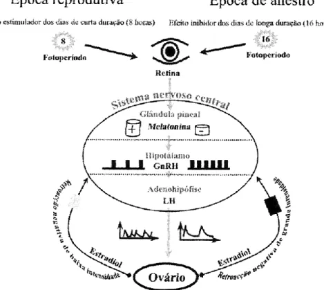 Fig. 2. Modelo neuroendócrino representativo da actividade sazonal dos caprinos. 