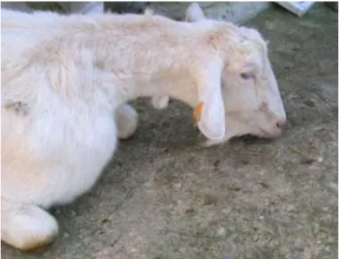 Figura 3- Cabra diagnosticada com toxémia de gestação apresentando prostração e orelhas  caídas