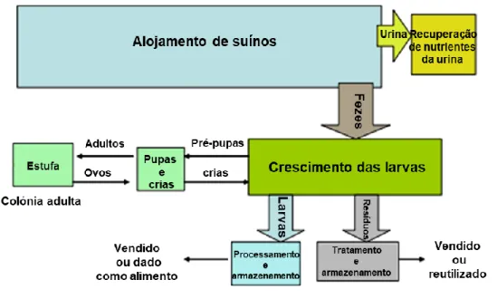 Figura 1 - Produção e utilização de Hermetia illucens em suinicultura ( Adaptado de: Newton,  Watson, Dove, Sheppard, &amp; Burtle (2005) )