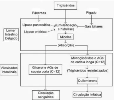 Figura 2 - Digestão e absorção de gorduras em monogástricos ( Fonte: Xiccato (2010) )