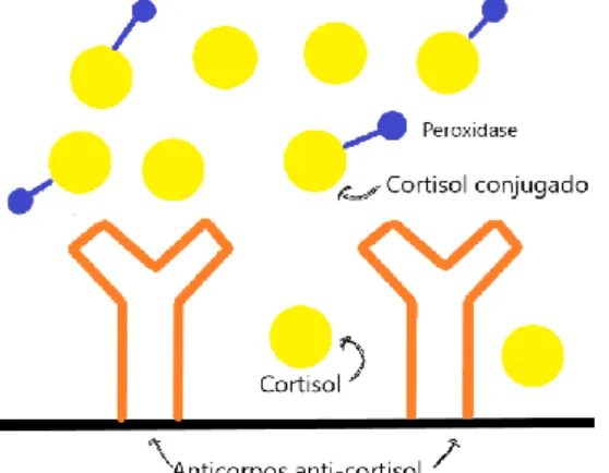 Figura 2 - Antigénios (cortisol e cortisol conjugado) e anticorpos (anticorpos anti-cortisol) de  um  ELISA  direto  competitivo  para  quantificação  da  concentração  de  cortisol,  adaptado  de  Tizard (2013) 