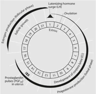 Figura 1 – Mecanismos endócrinos do ciclo éstrico normal de uma marrã (Copiado de Kirkwood, 1999) 