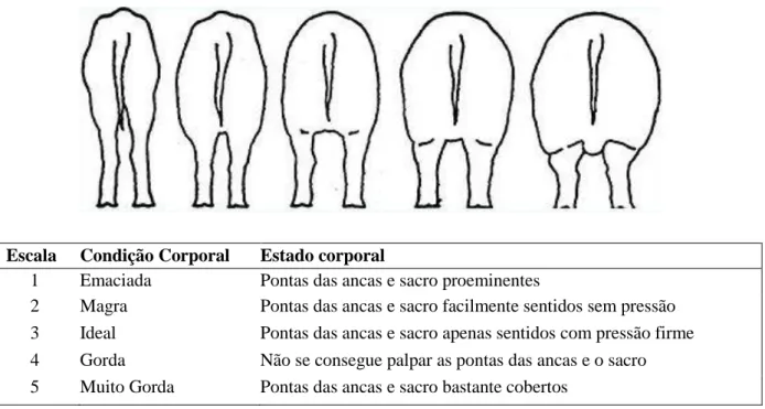 Figura 2 – Avaliação da CC em porcas (adaptado de Patience et al., 1995) 