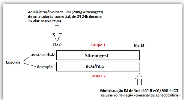 Figura 5 - Regimes de tratamento aplicados ao Grupo 1 e Grupo 2. 