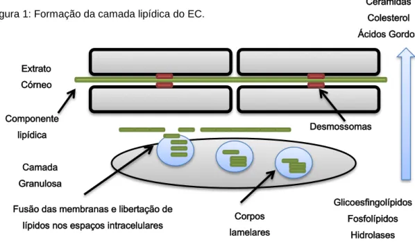 Figura 1: Formação da camada lipídica do EC.  