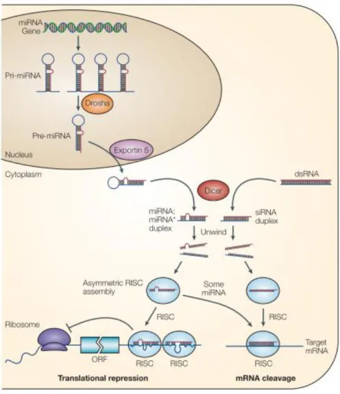 Figure 1.1 The current model for the biogenesis and post-transcriptional suppression  of  micro  RNAs  and  small  interfering  RNA