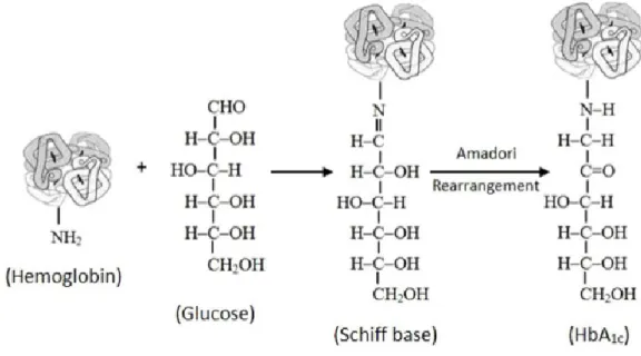 Figura 5 – Reação de glicação da Hemoglobina A.  fonte (Sherwani, Khan, Ekhzaimy, Massod&amp;Sakharkar,  2016) 