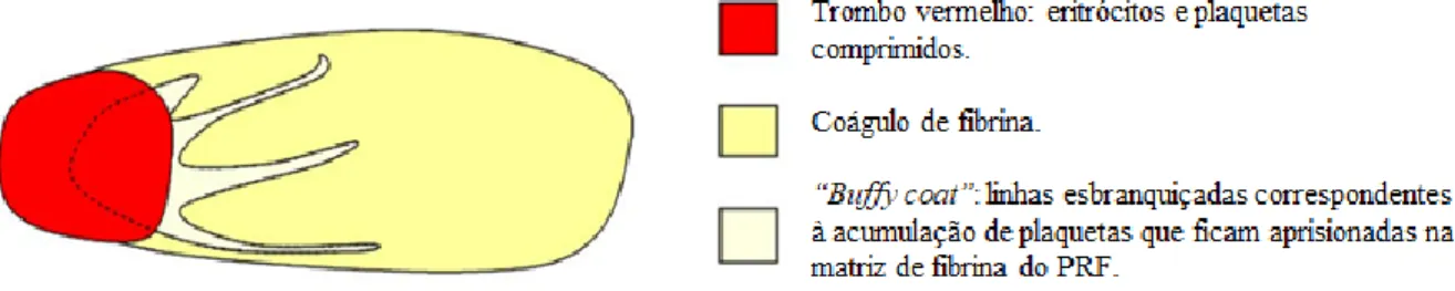 Figura 6 - Coágulo de fibrina PRF e a sua divisão em três partes distintas. Adaptado de Dohan  et al., (2006b)