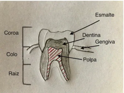 Figura 4 - Anatomia dentária. Adaptado de (Netter Atlas de Anatomia Humana, 2011) 