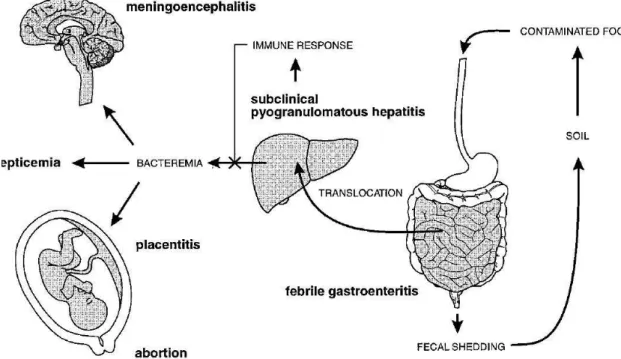 Figura 1 - Fisiopatogenia da infecção por Listeria monocytogenes (Vazquéz-Boland et al., 2001) 