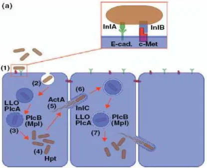 Figura 2 - Invasão celular promovida por Listeria monocytogenes (De las Heras et al., 2011) 