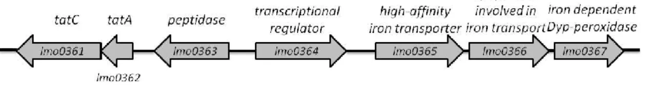 Figura 4 - Organização dos genes que codificam para o sistema Tat e o operão lmo0365-7 em L