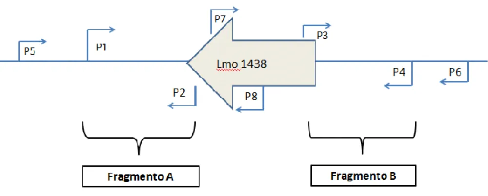 Figura 4 - Localização dos primers utilizados em relação ao gene lmo1438 