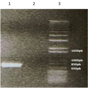 Figura 7 – Amplificação do fragmento B; 1 – Fragmento B; 2 – Controlo negativo da reacção de PCR; 3 –  Marcador Molecular 
