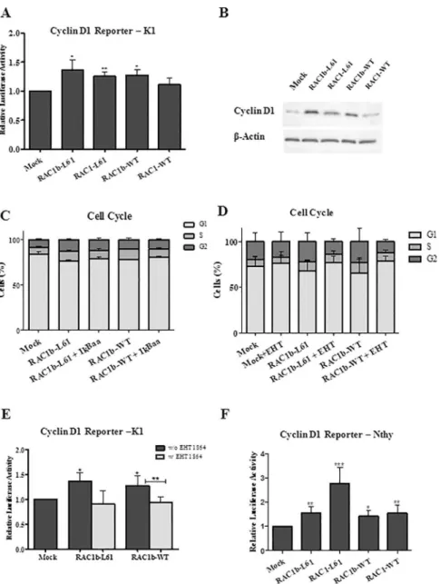 Fig 5. Effect of RAC1b overexpression on Cyclin D1 reporter and cell cycle progression