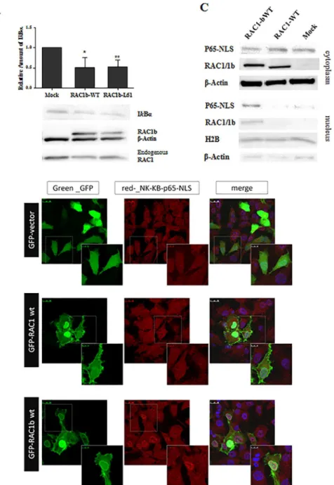 Fig 2. Effect of RAC1b overexpression on the subcellular location of NF-kB-p65 subunit