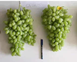 Figura 19 – Cachos GA 3 [dupla], ‘Thompson Seedless’. 