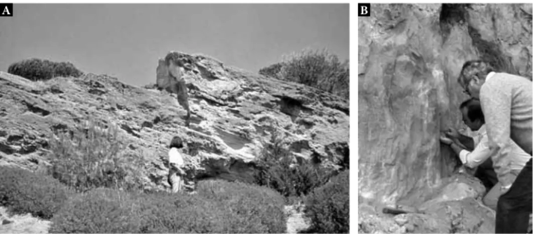 Fig. 3 – A. Oitavos aeolianite; B. Helix sp. sample collection at Oitavos aeolianite.