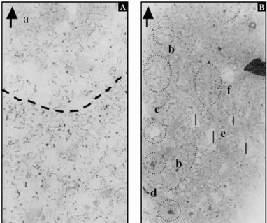 Fig. 4 – Vertical digital scan views of the 2 selected thin sections. A – São Gabriel, B – Souto do Concelho.