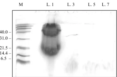 Figura 5 – Resultado da separação por electroforese em gel de poliacrilamida/SDS (15%) das lavagens  1, 3, 5 e 7 resultantes da purificação da lipoproteína OprI a partir do meio de cultura bacteriano